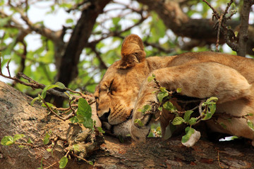 Wilde Löwen in Afrika Ugand auf den Bäumen