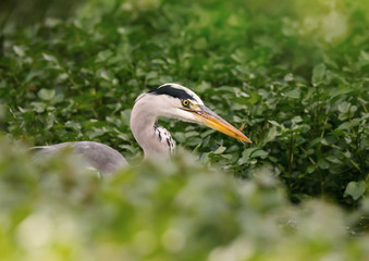 Close up of a Grey heron with a catch