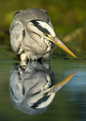 Reflection of a grey heron standing in the pond