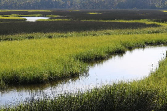 Mill Cove Wetlands, Jacksonville 03 - Powered by Adobe