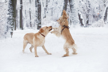 Dogs Playing in Snow. Winter dog walk in the park