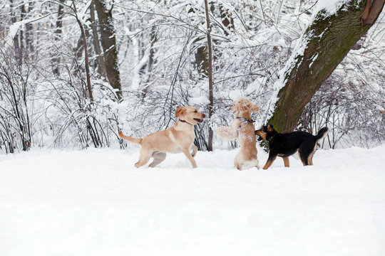 Dogs Playing in Snow. Winter dog walk in the park