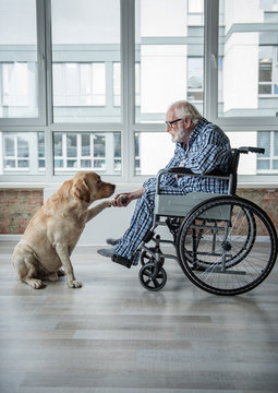 Calm senior male sitting in invalid chair near the window. He is holding the paw of dog and looking at it. Pooch is sitting near old man
