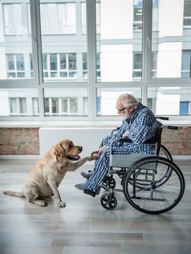 Tranquil senior man looking at the hound and holding the paw of it. Hound is sitting near the chair. Serene man is sitting in wheelchair and eyeglasses