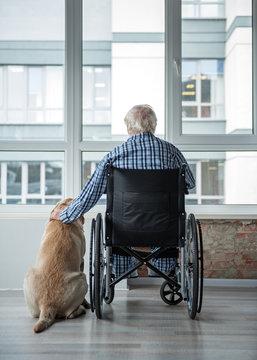 Best Friend. Elderly Man Looking Outside And Embracing The Hound. He Is Sitting In Wheelchair In Front Of The Window Indoors. Concept Of Peace