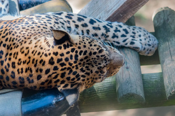Gros plan sur la Panthère de Ceylan dans un parc zoologique