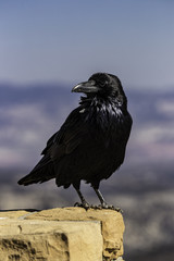 Raven on the ledge
