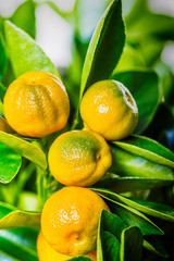 Calamondin fruits, cmall citrus.