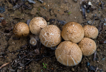 Group of mushrooms