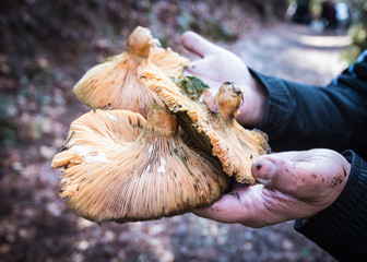 Hand holding fresh mushrooms