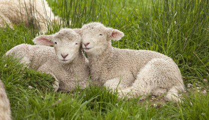 Naklejka na ściany i meble Cute cuddly fuzzy baby animals Spring lambs sheep siblings snuggling up together in green grass. They look like they are smiling. Happiness, love, togetherness, family, springtime concept.