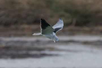 White-tailed Kite - Elanus leucurus