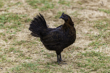 Feral Black Hen