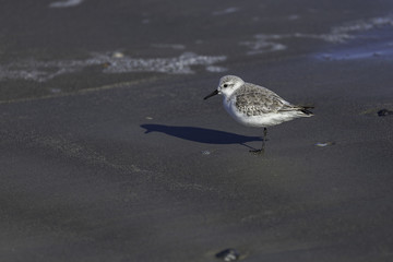Sand Piper on the Beach