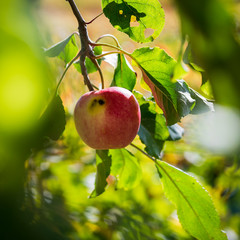 pomme sur l'arbre