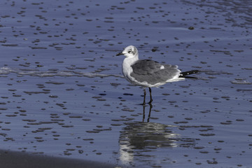 Seagull on the Beach Reflection