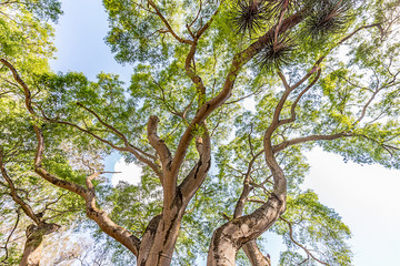 Brumadinho, Minas Gerais, Brazil. View of Inhotim Gardens
