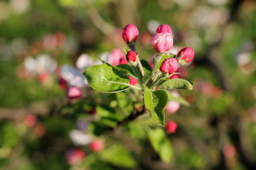 Obraz na płótnie Canvas Spring blossom on apple tree in garden