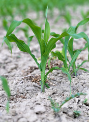 young corn field