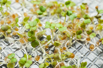 Plant seedlings growing inside of test tubes, close up.