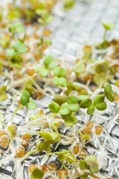Germination of new genetically modified plant varieties in a laboratory test tube.