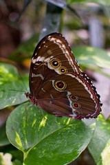 Obraz na płótnie Canvas Butterfly Morpho paleides