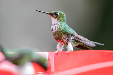 perched hummingbird, Colombia