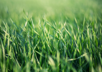 Grass on the field. Agricultural landscape in the summer time
