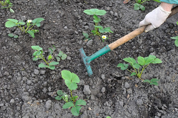  raking of strawberry plantation - seasonal work in the vegetable garden