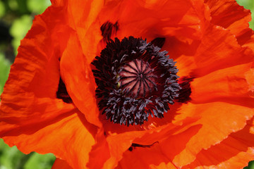 Poppy in full sun about to drop its petals