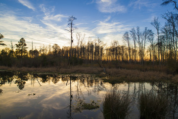 Fototapeta na wymiar Okefenokee swamp of southern Georgia, USA at sunset.