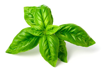 closeup of fresh basil isolated on white