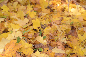 Collection of Beautiful Colorful Autumn Leaves green, yellow, orange, red