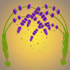Magic lavender flovers