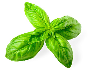 Fototapeta premium closeup of fresh basil isolated on white