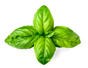 closeup of fresh basil isolated on white