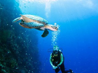 Diver meets turtle