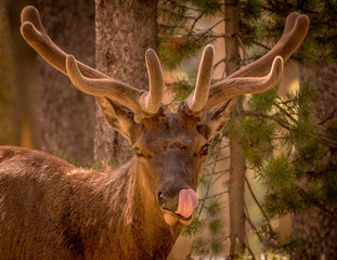 Hungry Elk