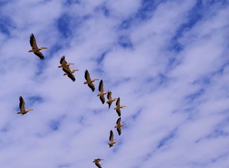Vol de pélicans