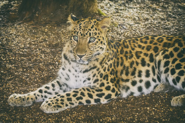 Single Leopard