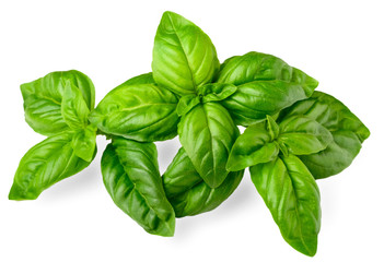 closeup of fresh basil isolated on white