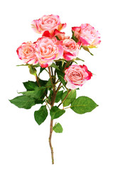 Fototapeta premium Flower pink roses