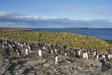 Obraz premium Rockhopper Penguins (Eudyptes chrysocome) on the cliffs of Bleaker Island in the Falkland Islands