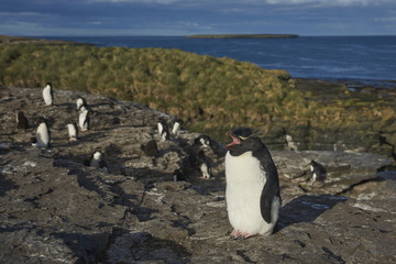 Rockhopper Penguins (Eudyptes chrysocome) on the cliffs of Bleaker Island in the Falkland Islands