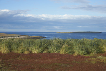 Colourfully grasses growing alongside tussock grass on Bleaker Island in the Falkland Islands.