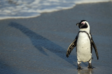 Obraz premium Penguin at Boulders Beach heading to the ocean. popular nature reserve and great habitat colony of African Penguins (Spheniscus demersus) Simons Town , South Africa , with copy space