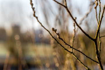 Weidekätzchen in der Sonne als erste Frühlingsboten
