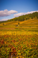 chemin dans les vignes