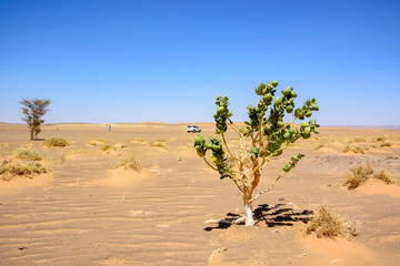 Roślina na pustyni Sahara, Maroko - obrazy, fototapety, plakaty