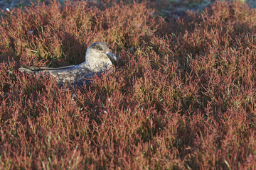Falkland Skua (Catharacta antarctica) sitting in a patch of colourful grasses on Bleaker Island in the Falkland Islands.